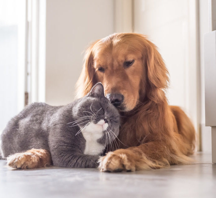 ASSURANCES CHIENS ET CHATS